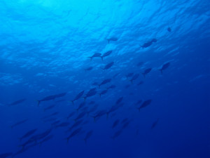 沖縄　ダイビング　慶良間　体験ダイビング　FUNダイビング