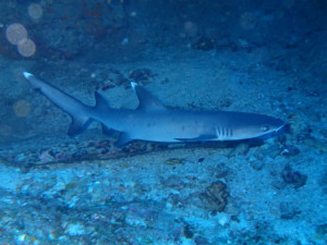 沖縄　ダイビング　慶良間　FUNダイビング