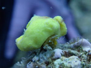 沖縄 体験ダイビング カイカムリ