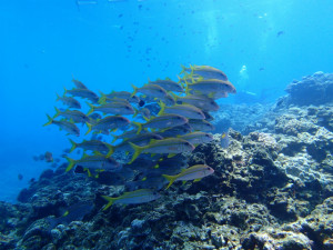 沖縄　ダイビング　アカヒメジ