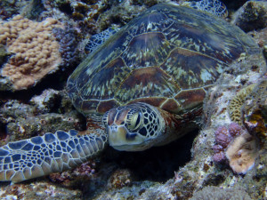 沖縄 体験ダイビング