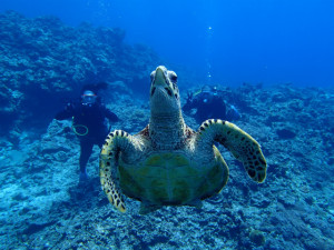 沖縄　ダイビング　慶良間　体験ダイビング