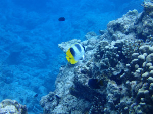 沖縄　ダイビング　慶良間　体験ダイビング　スダレチョウチョウウオ