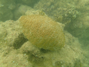 沖縄　ダイビング　レッドビーチ　体験ダイビング