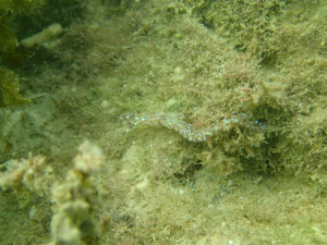 沖縄　ダイビング　レッドビーチ　体験ダイビング