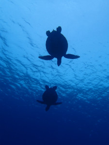 沖縄　ダイビング　慶良間　体験ダイビング　FUNダイビング