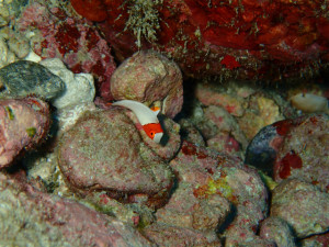 沖縄　ダイビング　慶良間　体験ダイビング　FUNダイビング　イロブダイ