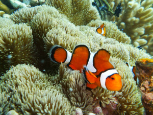 沖縄 ダイビング