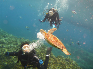 沖縄　ダイビング　慶良間　体験ダイビング