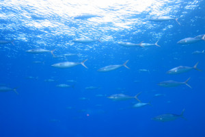 沖縄　体験ダイビング