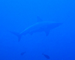 沖縄　ダイビング