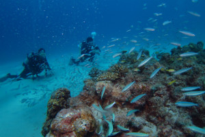 沖縄　ダイビング