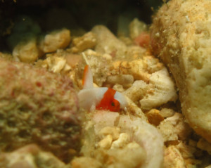 沖縄　ダイビング　イロブダイの幼魚
