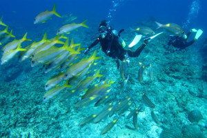 沖縄　ダイビング　慶良間