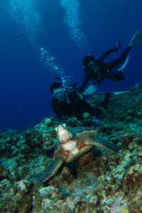 沖縄　ダイビング　講習