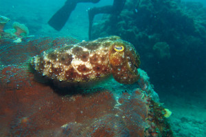 沖縄　ダイビング