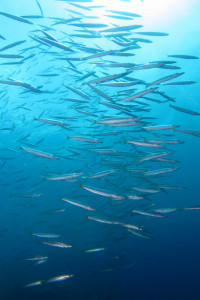 沖縄　ダイビング