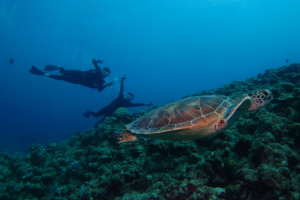 ウミガメと泳ごう！　慶良間体験ダイビング