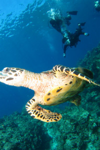 慶良間　体験ダイビング　ウミガメ