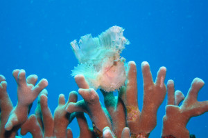 沖縄　体験ダイビング