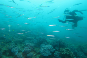 沖縄　体験ダイビング　砂辺