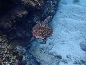 沖縄　ダイビング　慶良間　体験ダイビング