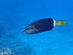 沖縄　ダイビング　慶良間　体験ダイビング