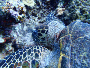 沖縄　ダイビング　慶良間　体験ダイビング