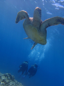 沖縄　ダイビング　慶良間　体験ダイビング