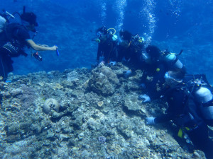 沖縄　ダイビング　慶良間