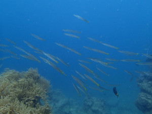 沖縄　ダイビング　砂辺　体験ダイビング