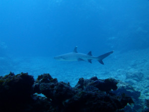 沖縄　ダイビング　慶良間　体験ダイビング　講習