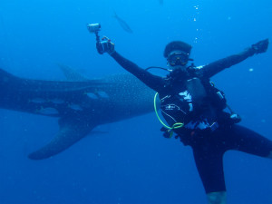 沖縄　ダイビング　ジンベエ