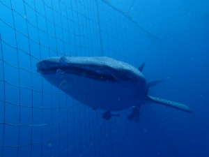 沖縄　ダイビング　ジンベエ