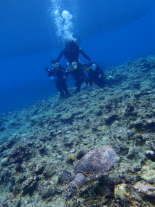 沖縄　ダイビング　慶良間　体験ダイビング