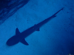 沖縄　体験ダイビング