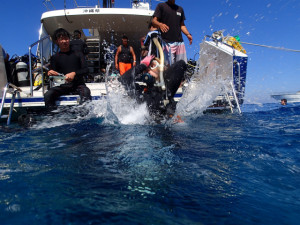 沖縄　ダイビング