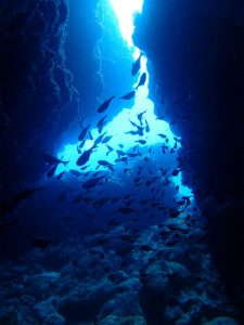 沖縄　ダイビング　慶良間　慶伊瀬　FUNダイビンング