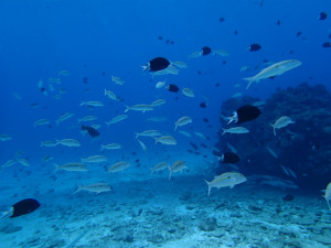 沖縄　ダイビング　慶良間　慶伊瀬　FUNダイビンング