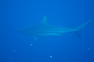 沖縄　ダイビング　サメ