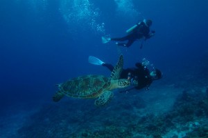 慶良間　ダイビング　ウミガメ