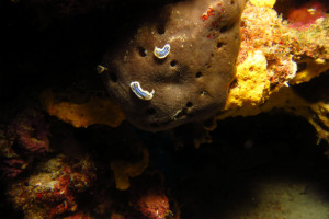 慶良間　ダイビング　ウミウシ