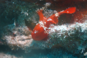 慶良間　ダイビング　カエルアンコウ