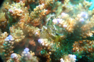 慶良間　ダイビング　ハダカハオコゼ