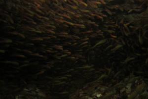 沖縄　だいびんぐ　キンメモドキ