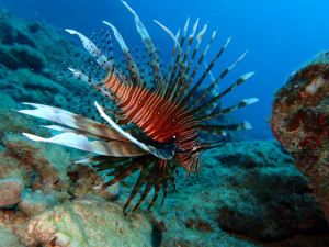 沖縄　ダイビング　砂辺　体験ダイビング