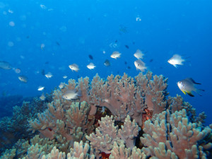 沖縄　ダイビング　砂辺　体験ダイビング