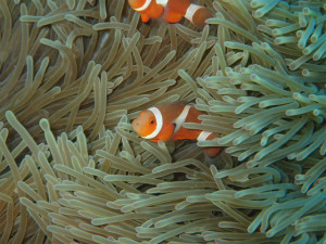 沖縄　ダイビング　砂辺　体験ダイビング