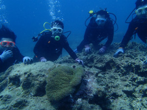 沖縄　体験ダイビング　カクレクマノミ