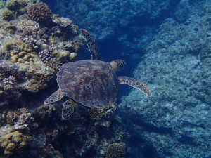 沖縄　ダイビング　慶良間　体験ダイビング